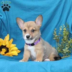 Joy, Pembroke Welsh Corgi Puppy